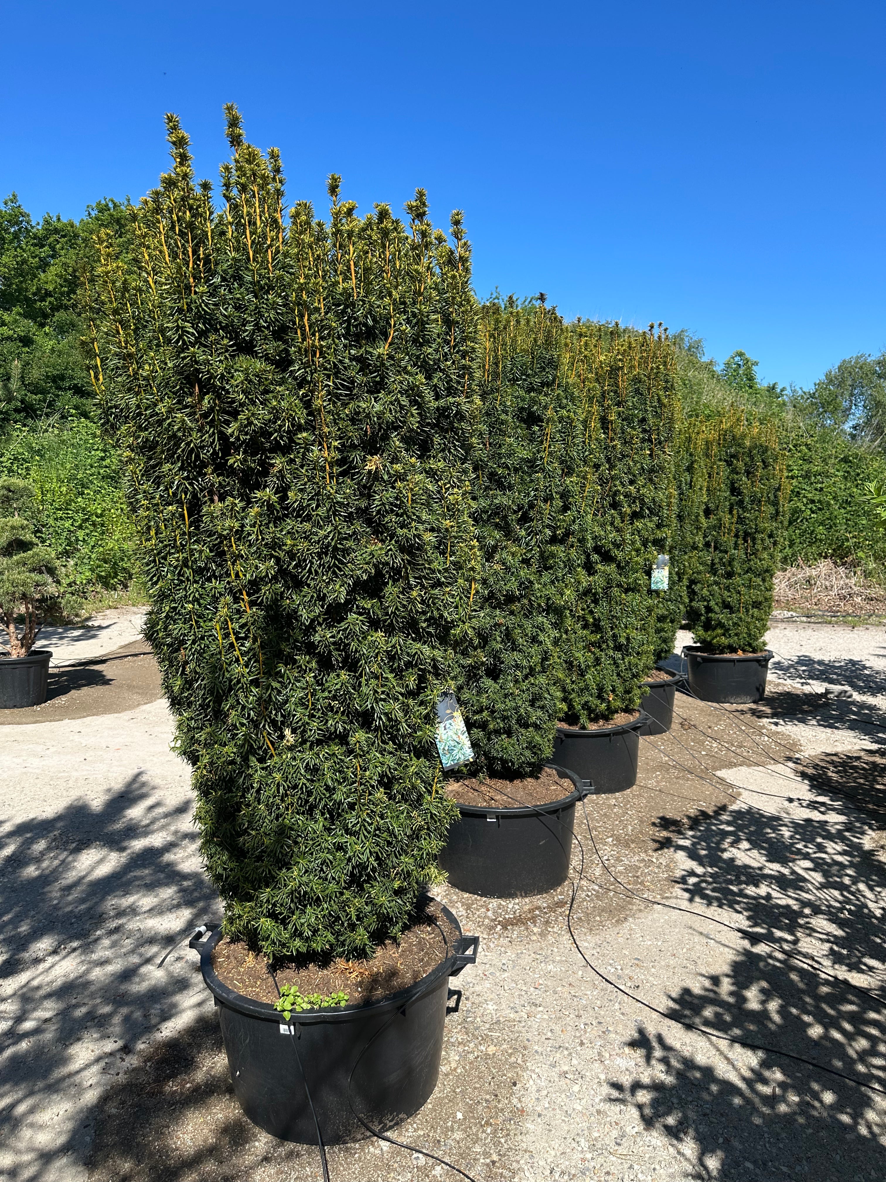 Søjletaks, taxus baccata David, flot mørkegrøn med nye skud der er gullige 