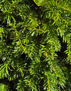 Mørkegrønne, flade nåle på en almindelig taks - Taxus baccata.