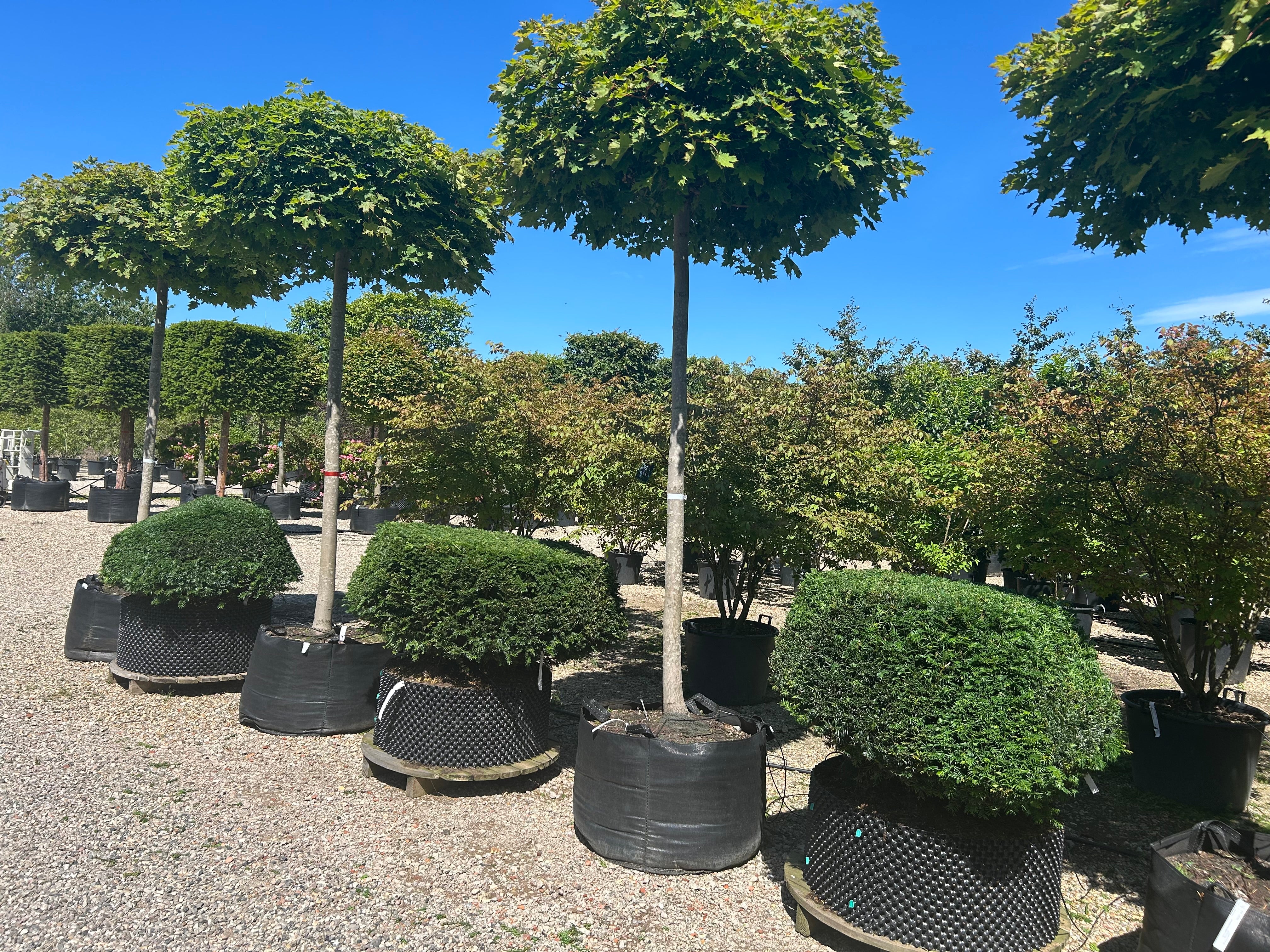 Formklippet Taxus baccata som en levende sten med bløde, asymmetriske grønne kurver.