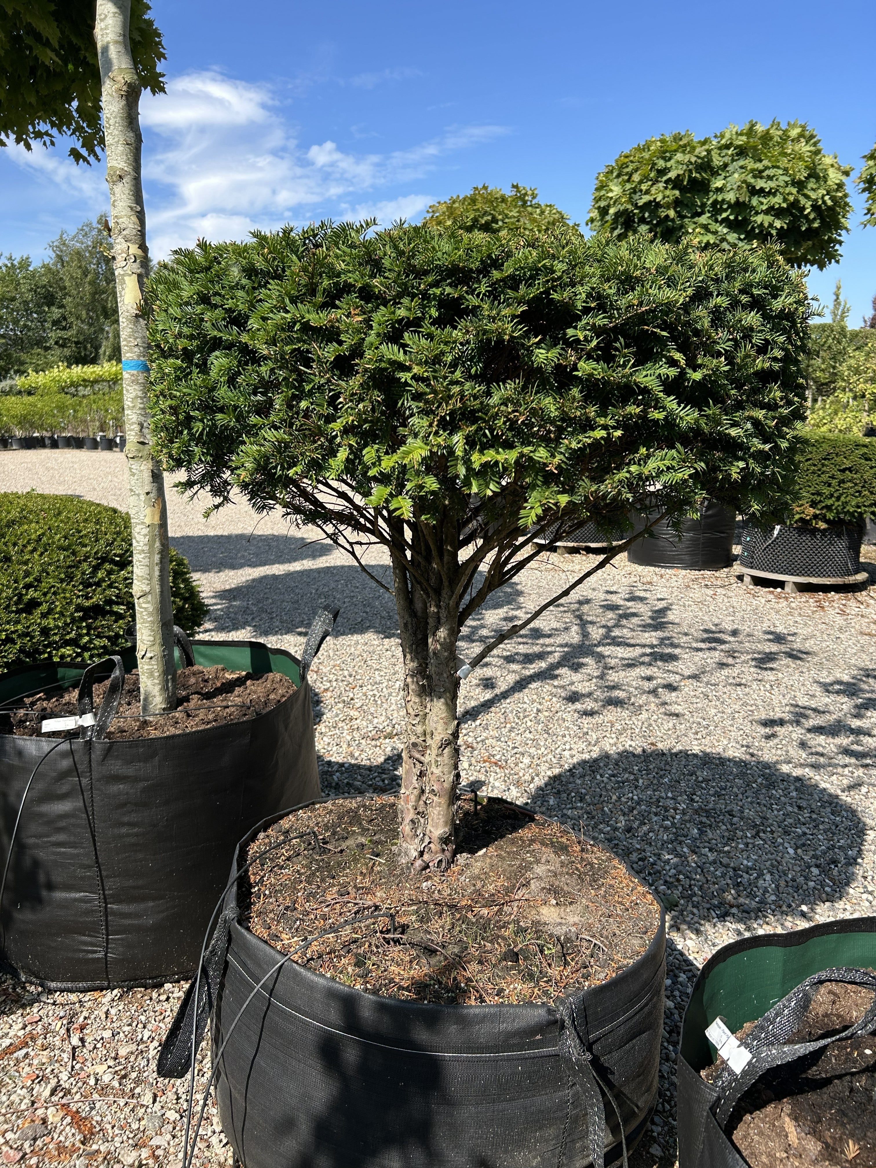 Opstammet almindelig taks, Taxus baccata, med en bar stamme og en tæt, formklippet krone med mørkegrønne nåle.