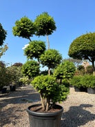 En Taxus baccata taks i bonsai udgave, som fremviser sine klippede grene og en tæt krone af bløde mørkegrønne nåle.