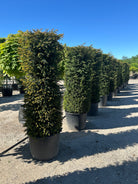 En cylinderformet Taxus baccata med en stram, lodret og geometrisk rund form af tætte mørkegrønne nåle.
