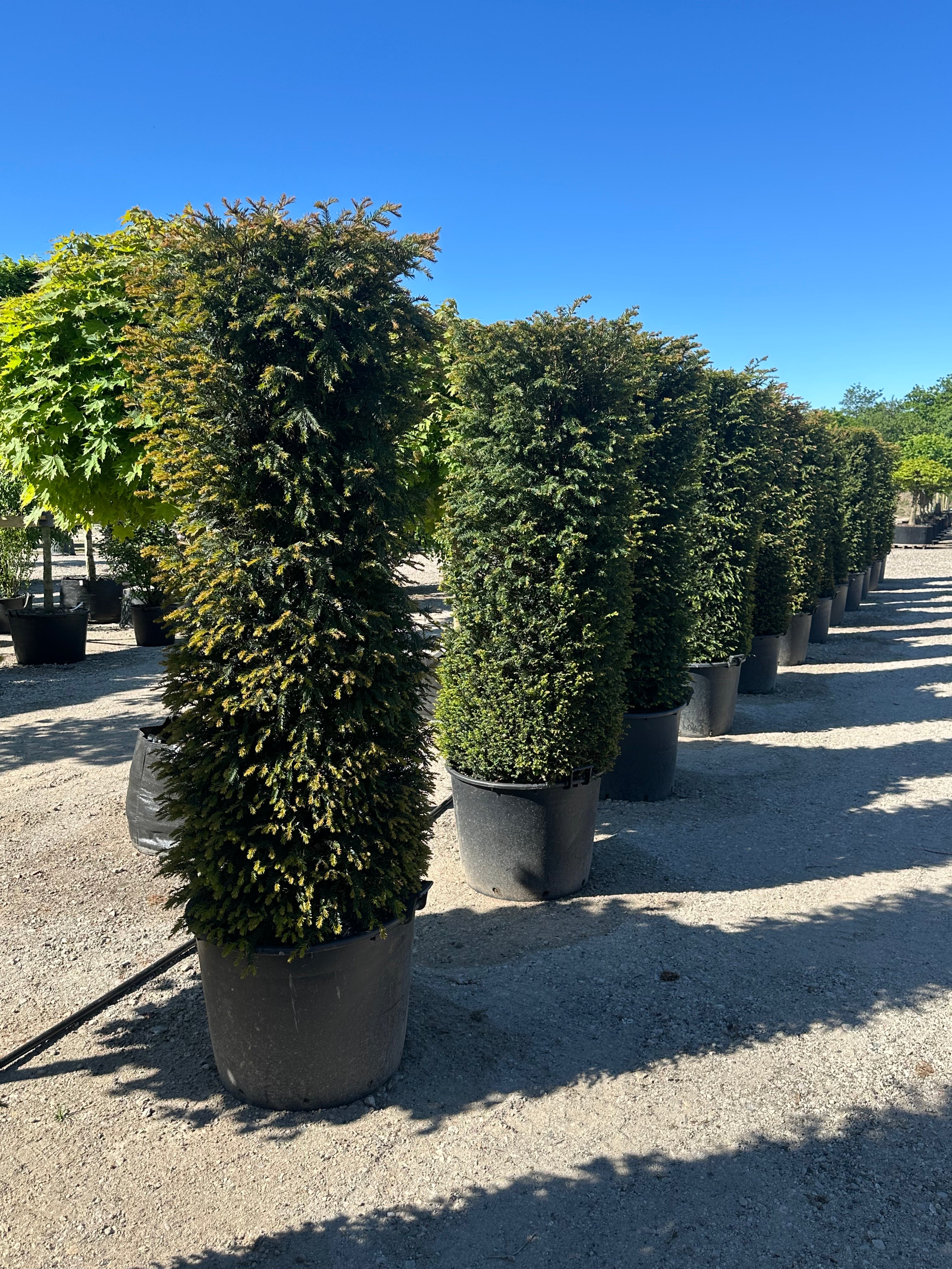 En cylinderformet Taxus baccata med en stram, lodret og geometrisk rund form af tætte mørkegrønne nåle.