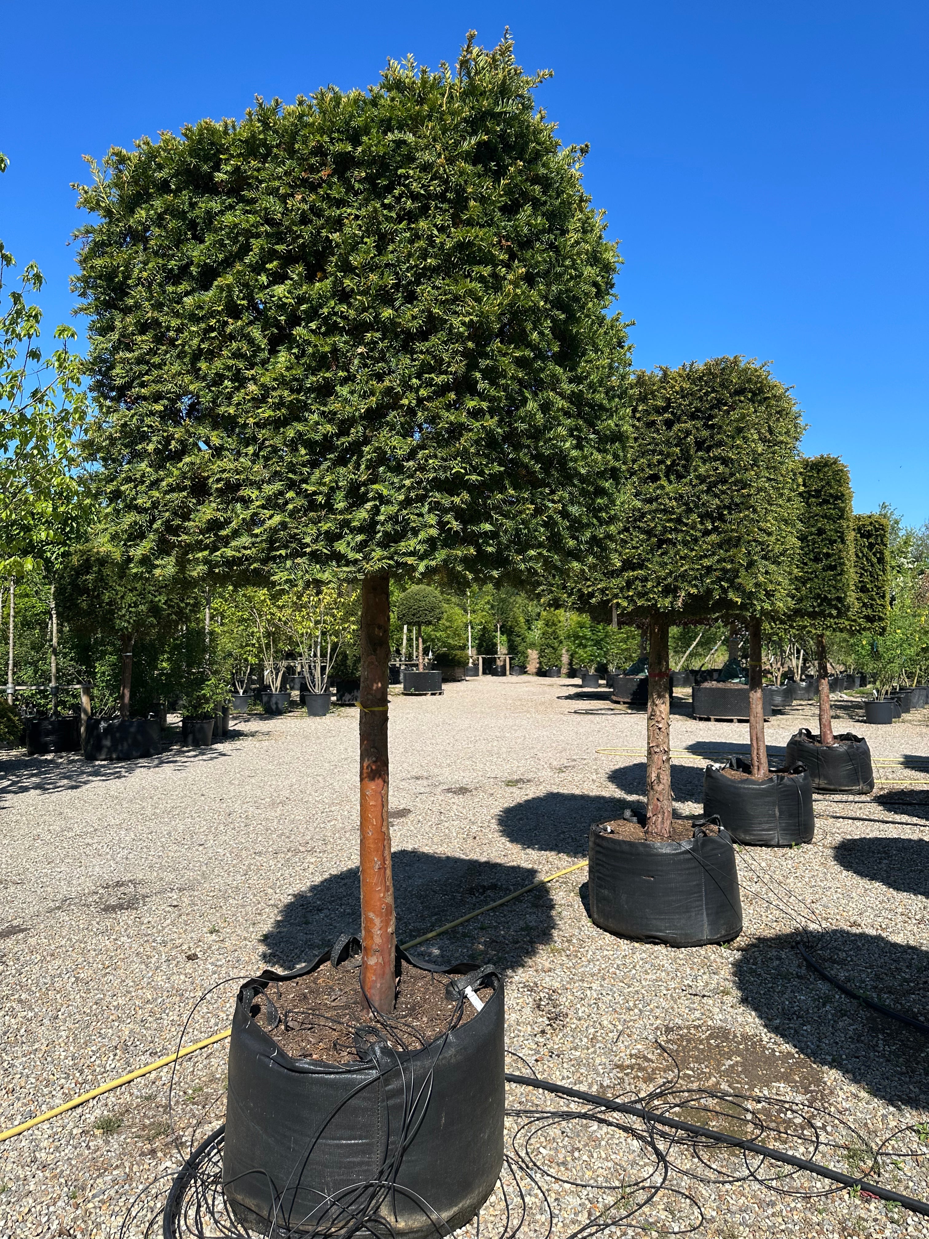 Kasseklippet Taxus baccata om sommeren, som viser en lukket og tæt rektangulær form med skarpe, flade sider af mørkegrønne nåle.