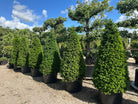 En kegleklippet Taxus baccata med en stram, symmetrisk og tæt pyramideform af mørkegrønne nåle.