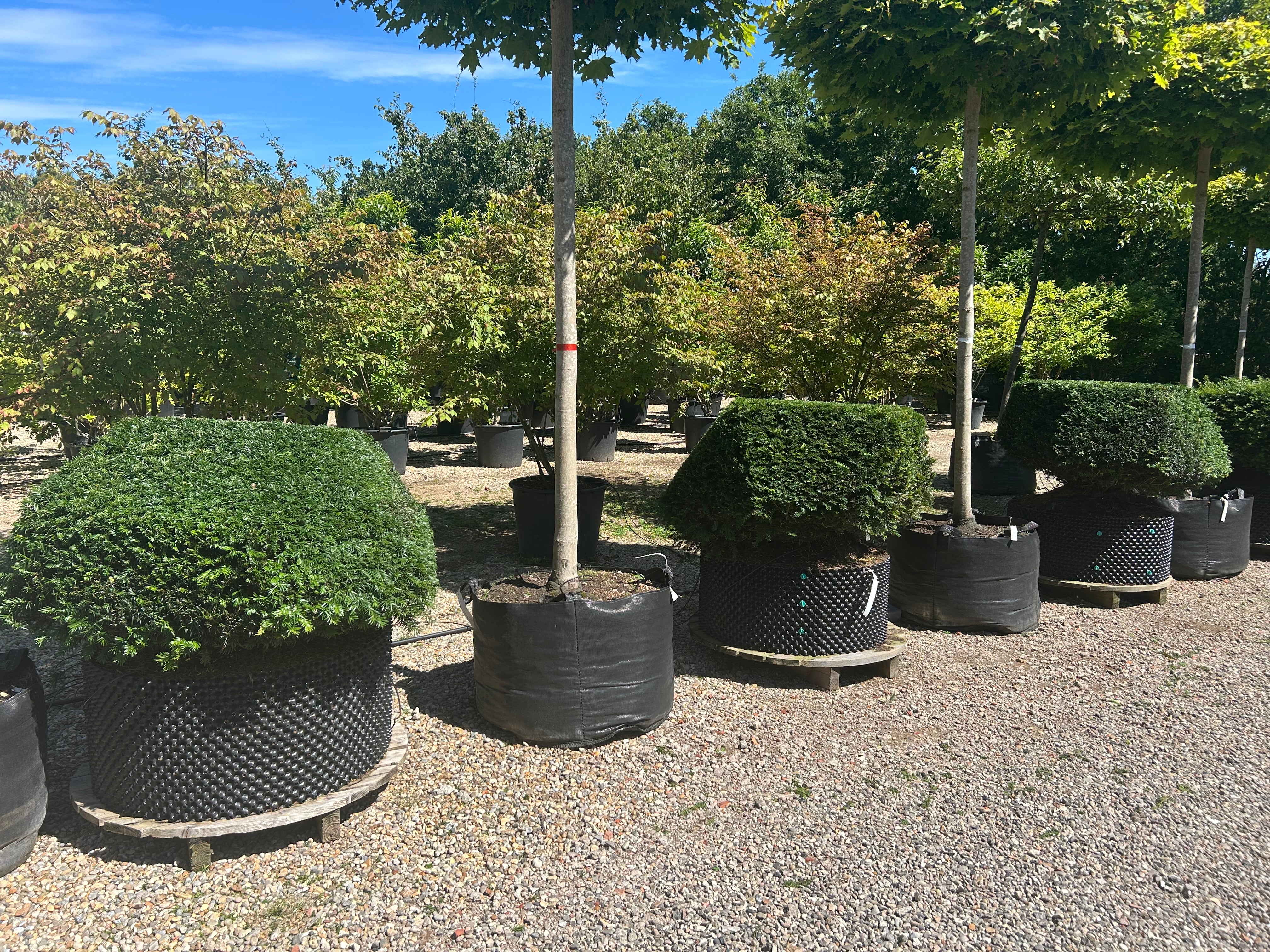 Formklippet Taxus baccata som en levende sten med bløde, asymmetriske grønne kurver.