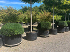 Formklippet Taxus baccata som en levende sten med bløde, asymmetriske grønne kurver.