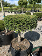 Opstammet almindelig taks, Taxus baccata, med en bar stamme og en tæt, formklippet krone med mørkegrønne nåle.