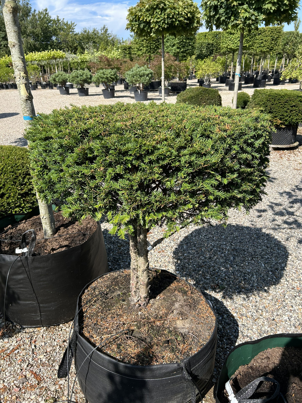 Opstammet almindelig taks, Taxus baccata, med en bar stamme og en tæt, formklippet krone med mørkegrønne nåle.
