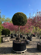 Opstammet taks - Taxus baccata – stedsegrønt, formklippet prydtræ med kugleformet krone.
