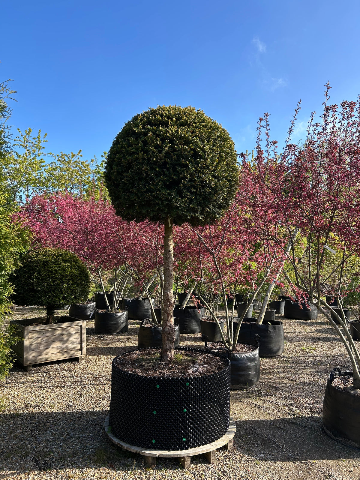 Opstammet taks - Taxus baccata – stedsegrønt, formklippet prydtræ med kugleformet krone.