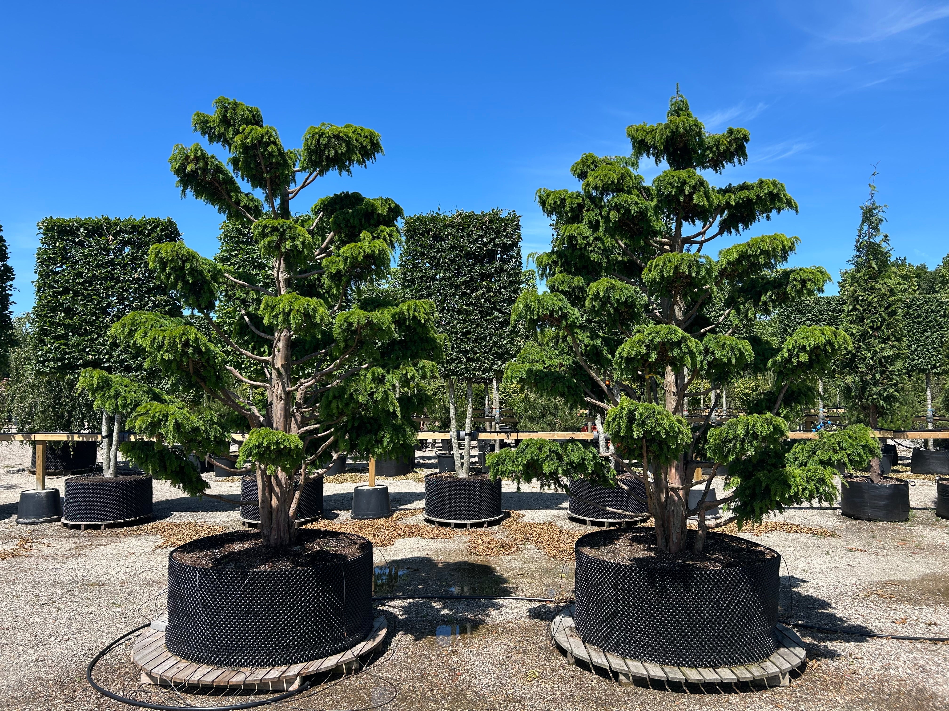 Stedsegrøn havebonsai (niwaki) af sorten Dovastoniana med tydelige etager af tætte sky-puder.