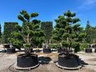 Stedsegrøn havebonsai (niwaki) af sorten Dovastoniana med tydelige etager af tætte sky-puder.