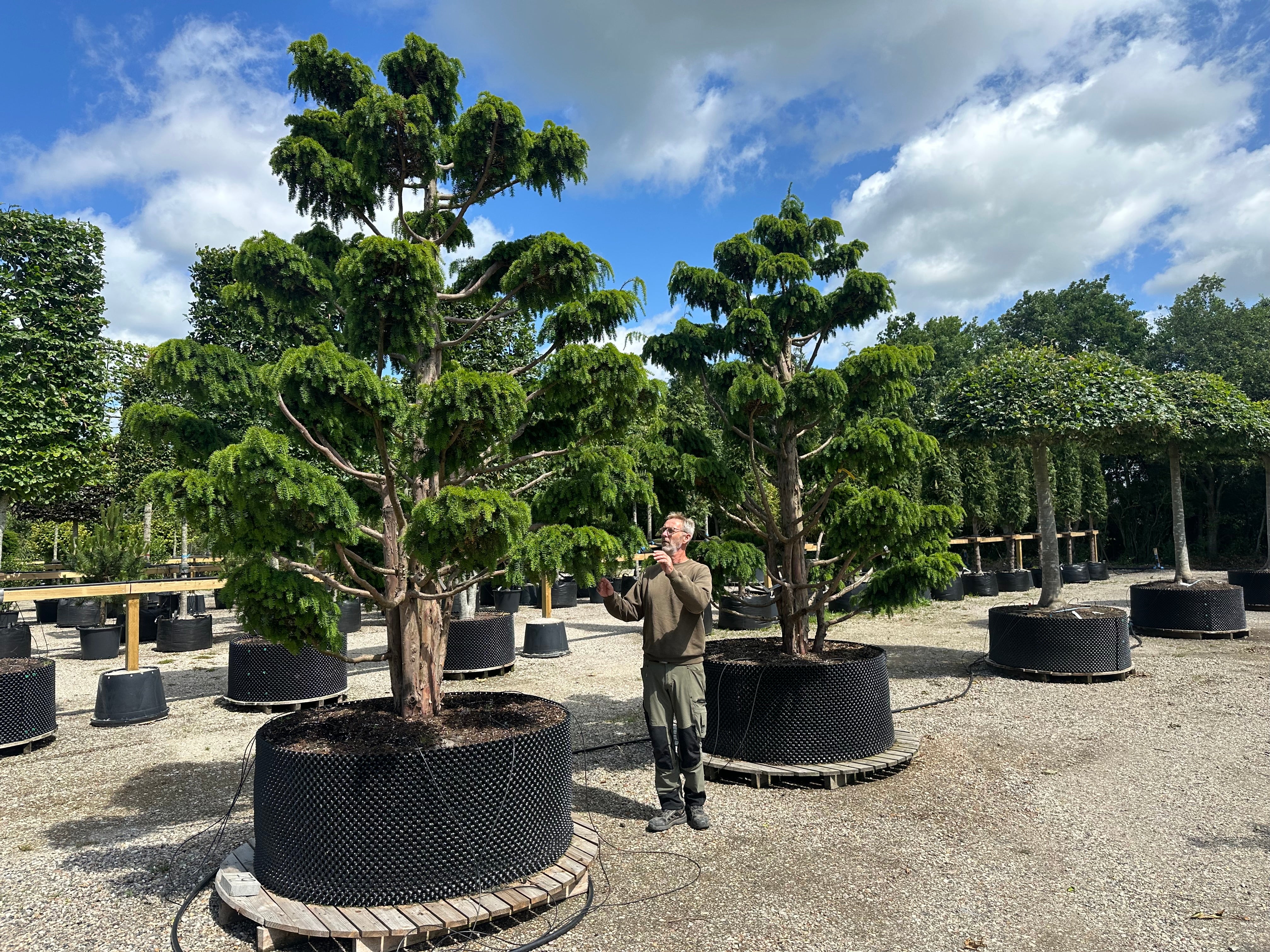 Stedsegrøn havebonsai (niwaki) af sorten Dovastoniana med tydelige etager af tætte sky-puder.