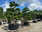 Stedsegrøn havebonsai (niwaki) af sorten Dovastoniana med tydelige etager af tætte sky-puder.