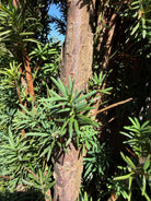 Rødbrune bark og de tætsiddende, skinnende mørkegrønne nåle på en Taxus baccata Fastigiata Robusta søjletaks.