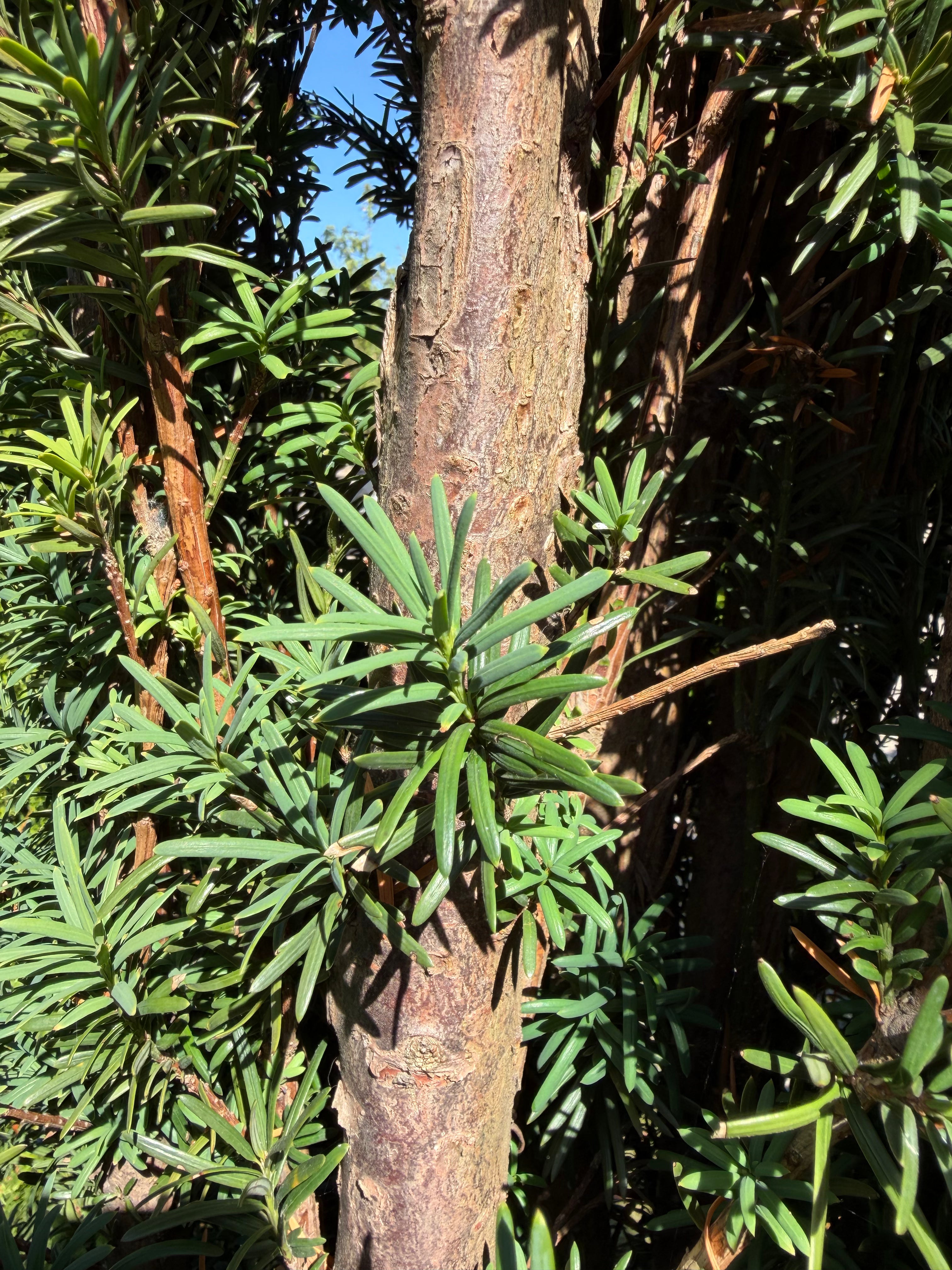 Rødbrune bark og de tætsiddende, skinnende mørkegrønne nåle på en Taxus baccata Fastigiata Robusta søjletaks.