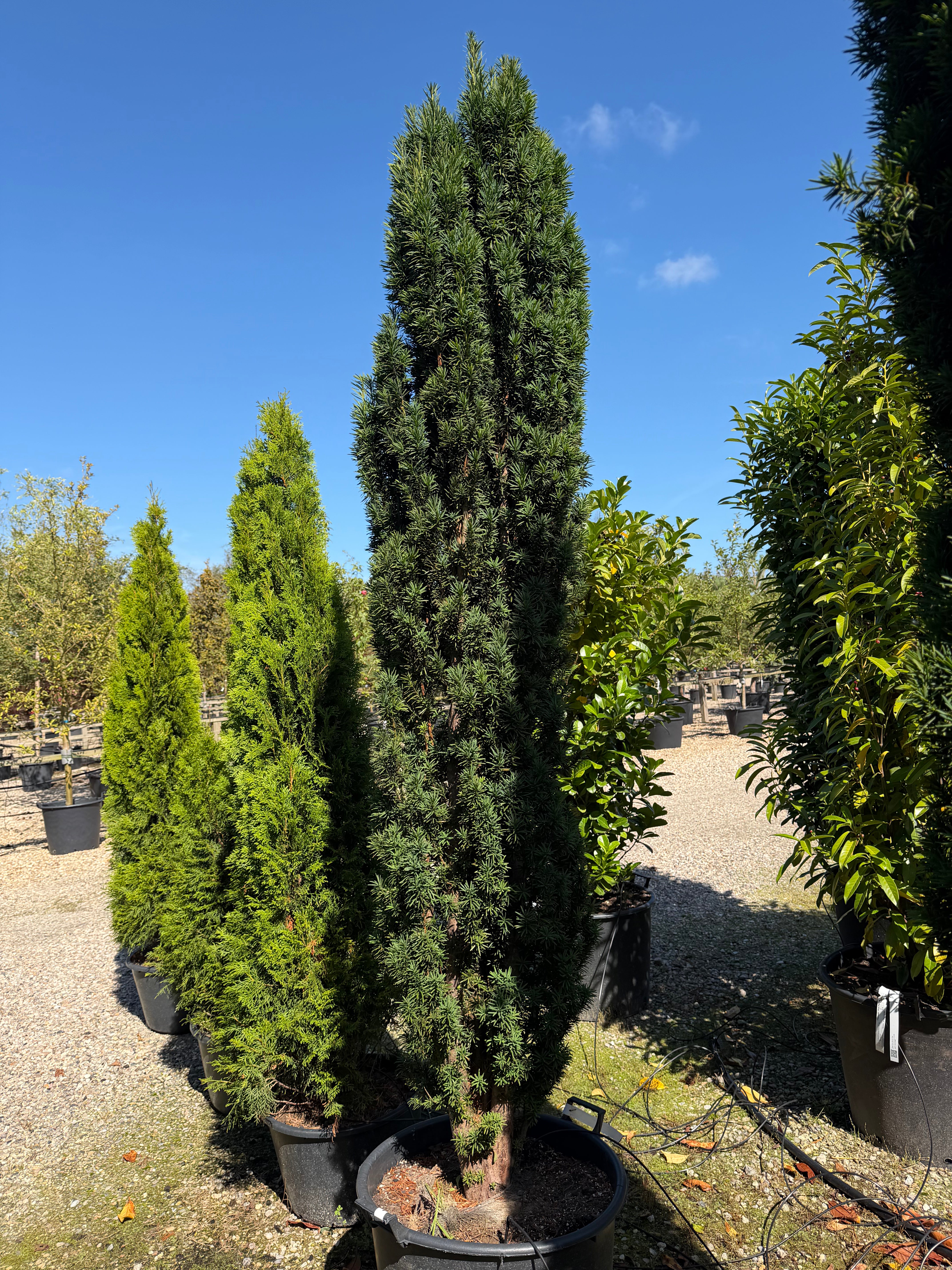 Stedsegrøn Taxus baccata Fastigiata Robusta søjletaks med en slank, opret vækstform og tætte, mørkegrønne nåle.