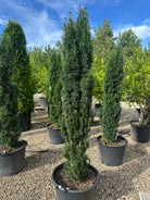 En slank og søjleformet Taxus baccata Fastigiata Robusta med en stram, opret og tæt struktur af dybgrønne nåle.