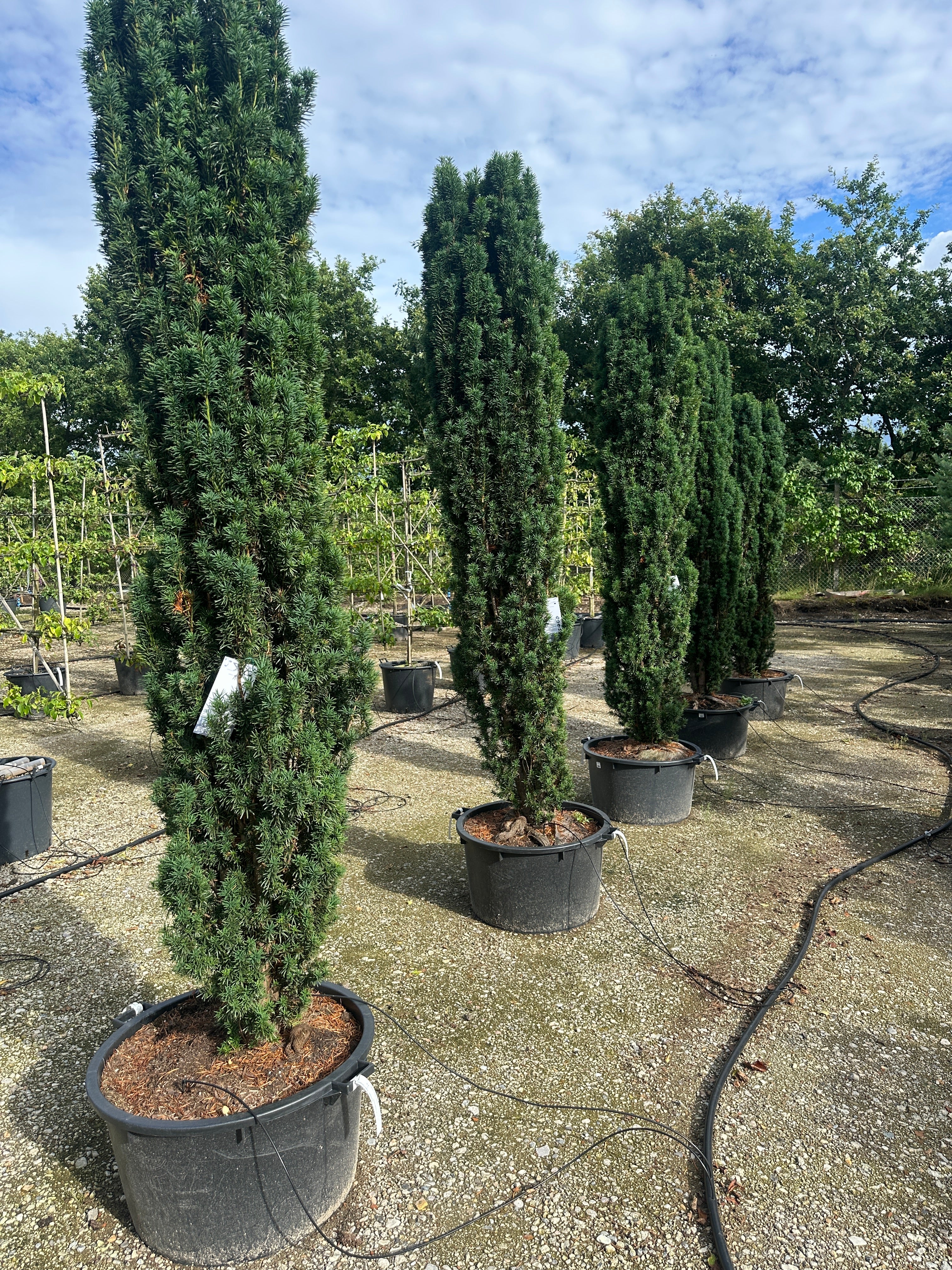 Søjletaks i store størrelser. Stedsegrøn