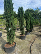 Søjletaks i store størrelser. Stedsegrøn