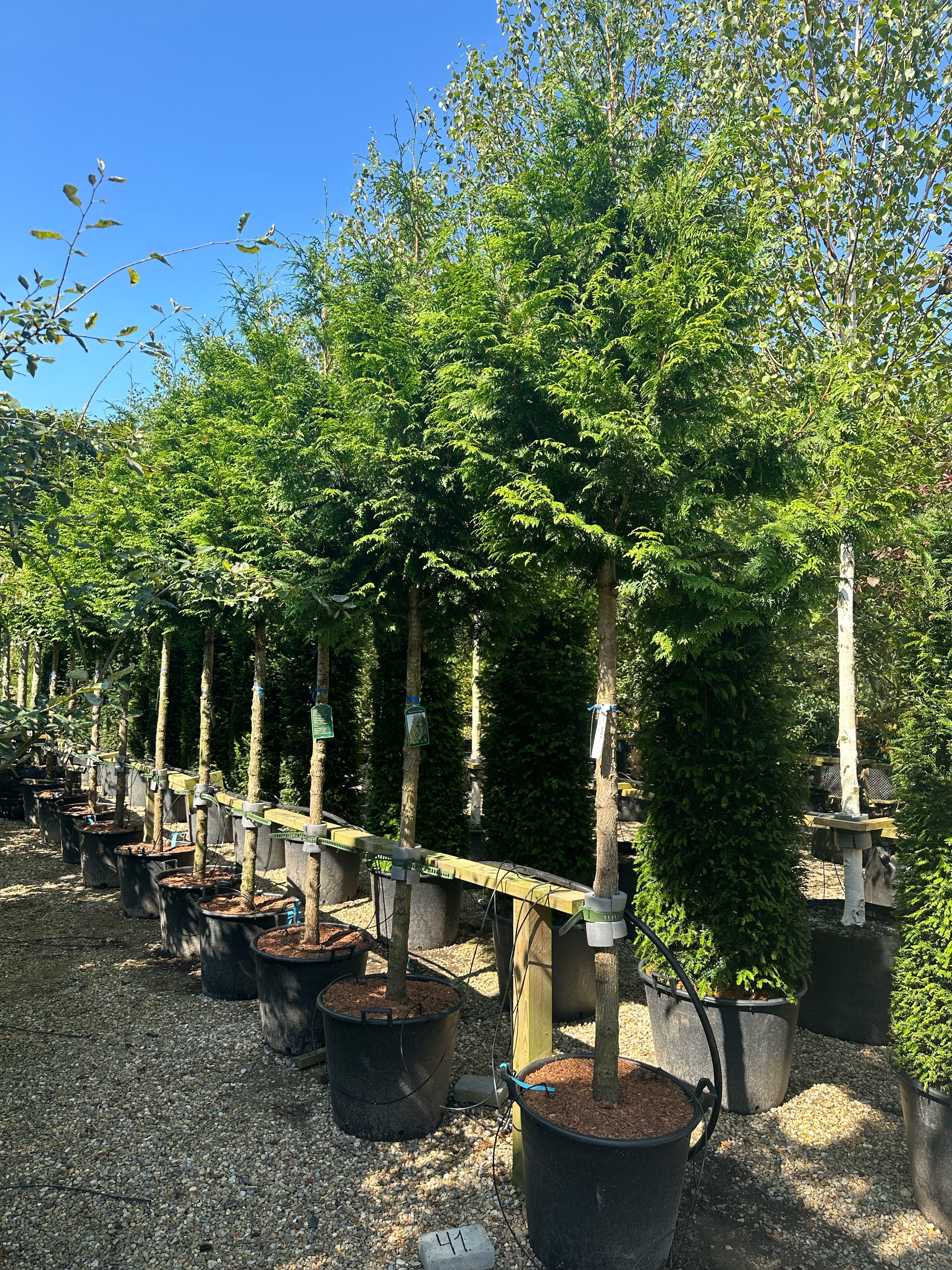 En opstammet Thuja plicata Excelsa med en bar stamme og sirligt klippede, tætte etager af glansfulde, mørkegrønne skælblade.