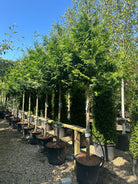 En opstammet Thuja plicata Excelsa med en bar stamme og sirligt klippede, tætte etager af glansfulde, mørkegrønne skælblade.