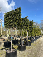 En svævende hæk af stedsegrøn Thuja plicata 'Gelderland' med bare stammer og en tæt, firkantet krone.