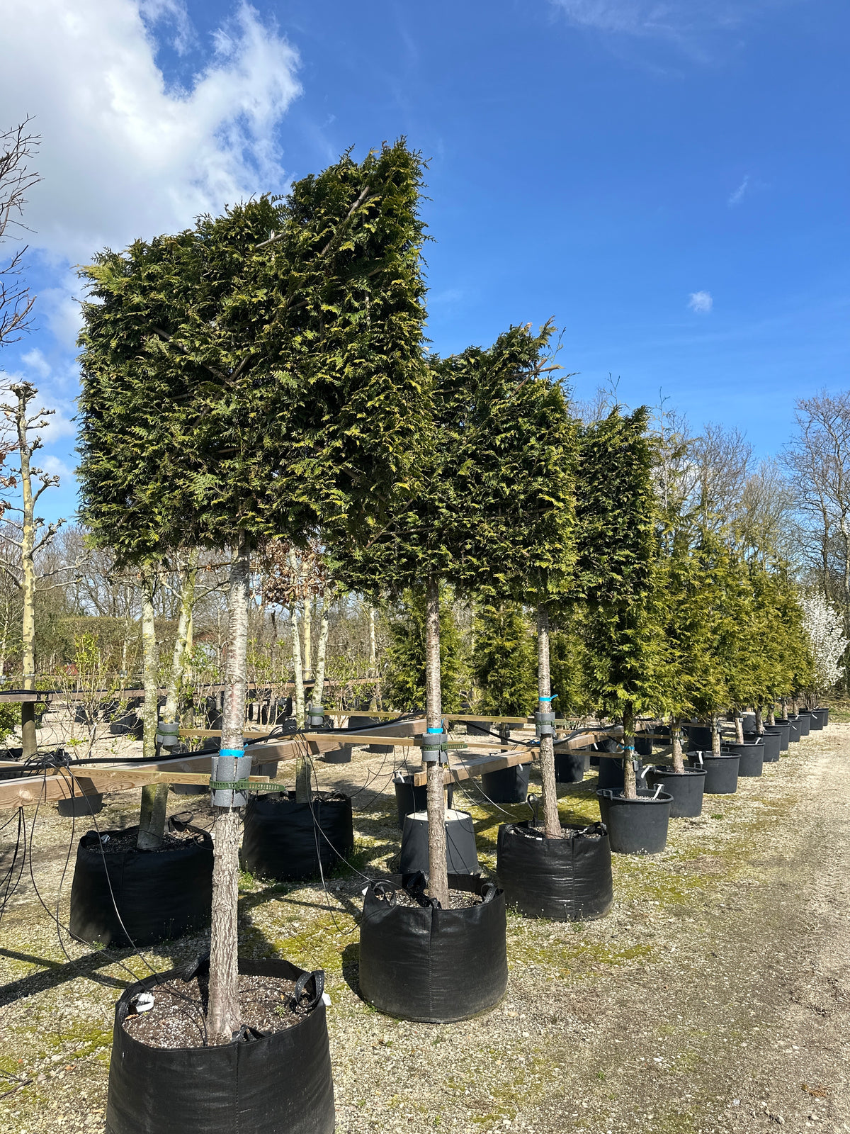 En svævende hæk af stedsegrøn Thuja plicata 'Gelderland' med bare stammer og en tæt, firkantet krone.