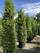 Søjleformet Thuja occidentalis Brabant som viser en lukket og tæt overflade af lysegrønne skælblade hele vejen fra bund til top.