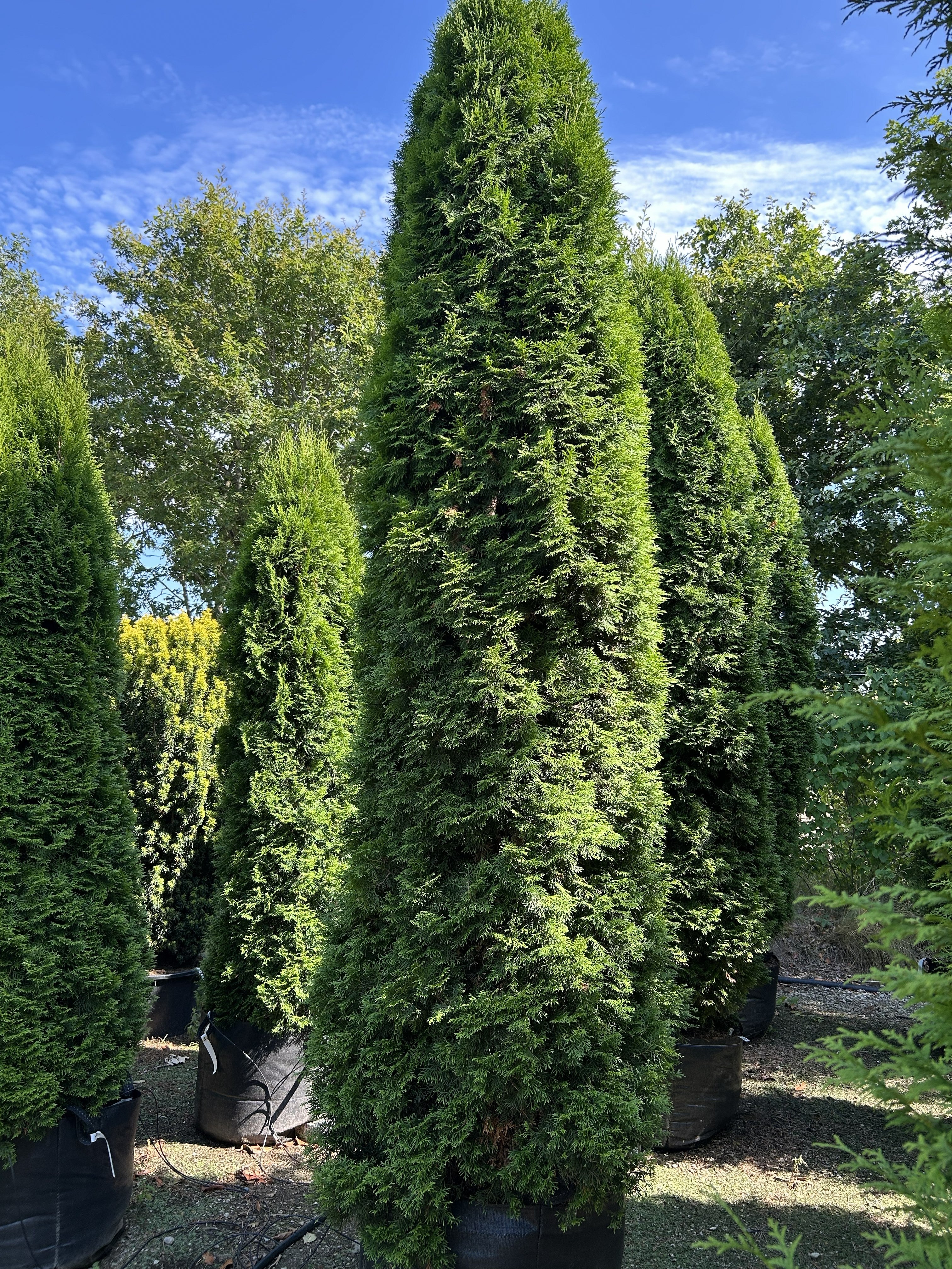 En høj og slank søjlethuja, Thuja occidentalis 'Smaragd', med en tæt og regelmæssig kegleformet vækst.