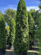En høj og slank søjlethuja, Thuja occidentalis 'Smaragd', med en tæt og regelmæssig kegleformet vækst.
