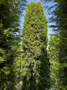 En høj og slank søjlethuja, Thuja occidentalis 'Smaragd', med en tæt og regelmæssig kegleformet vækst.