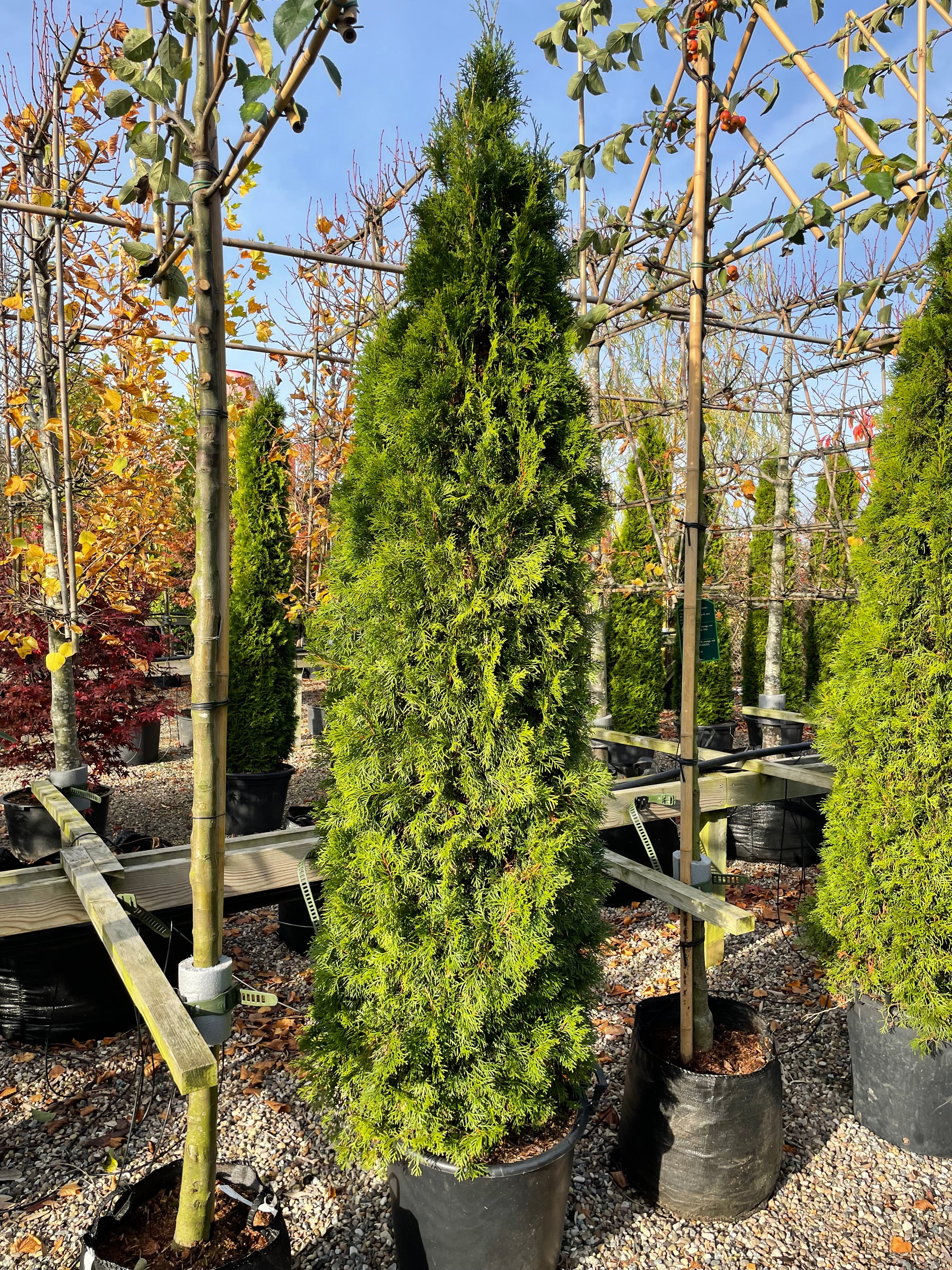 En høj og slank søjlethuja, Thuja occidentalis 'Smaragd', med en tæt og regelmæssig kegleformet vækst.