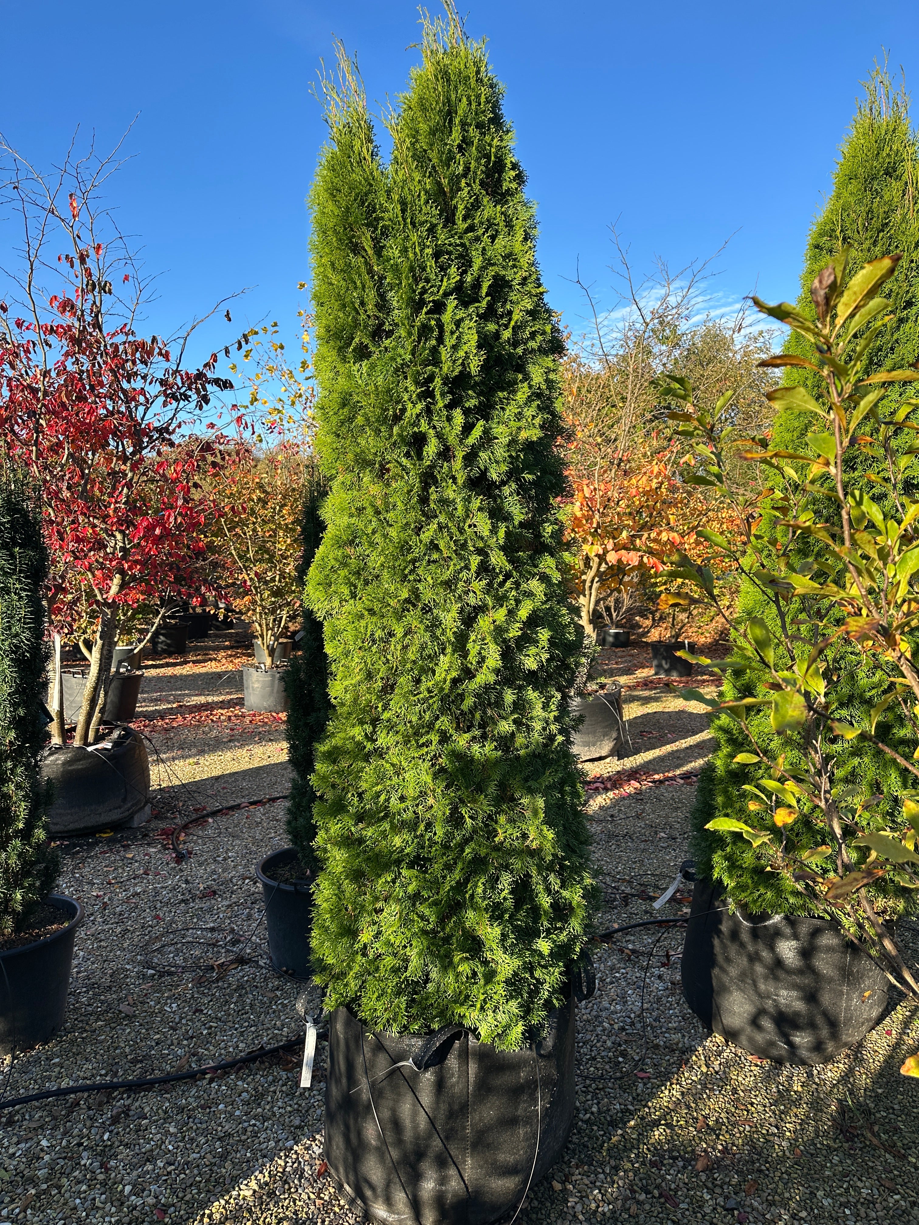 En høj og slank søjlethuja, Thuja occidentalis 'Smaragd', med en tæt og regelmæssig kegleformet vækst.
