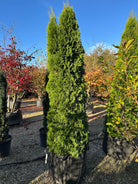 En høj og slank søjlethuja, Thuja occidentalis 'Smaragd', med en tæt og regelmæssig kegleformet vækst.