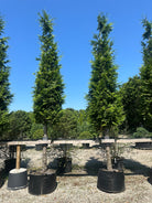 Opstammet kæmpethuja, Thuja plicata 'Excelsa', med en tæt, formklippet mørkegrøn krone.