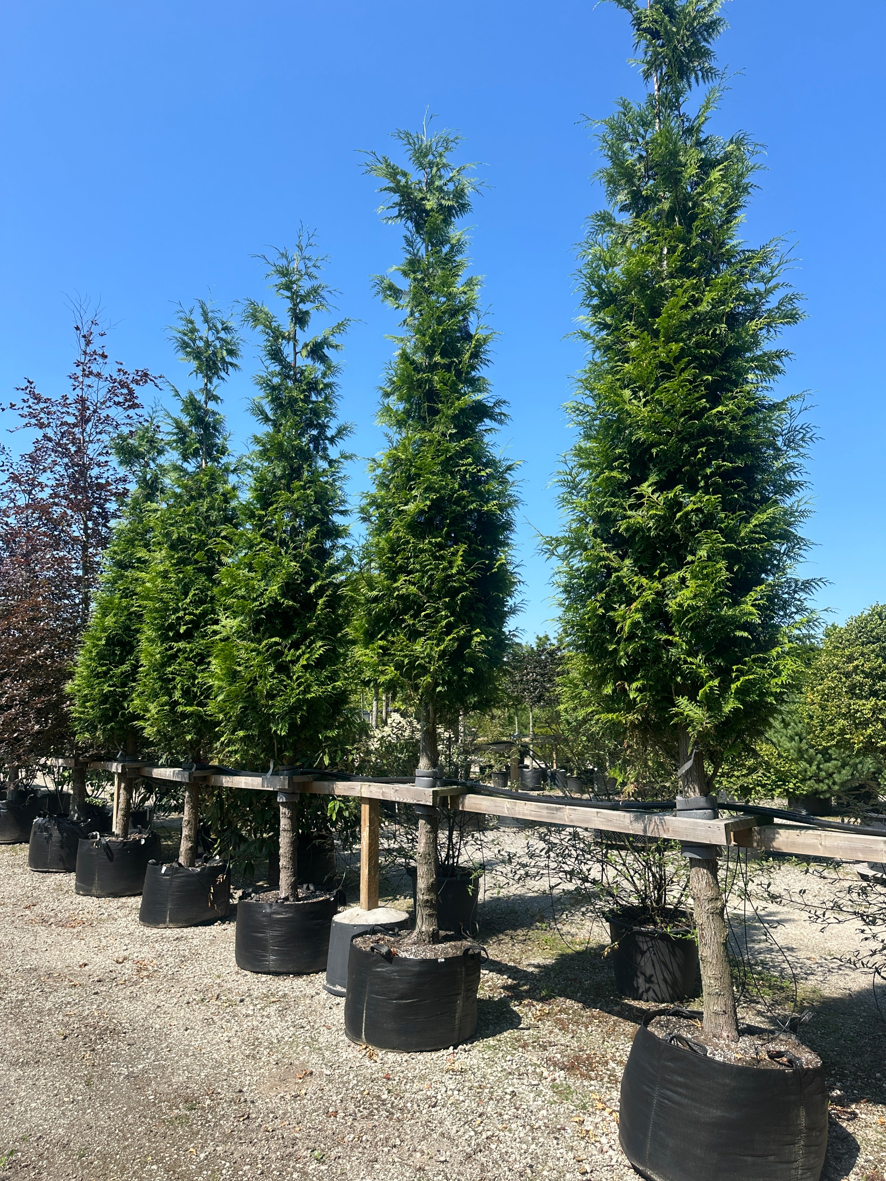Opstammet kæmpethuja, Thuja plicata 'Excelsa', med en tæt, formklippet mørkegrøn krone.