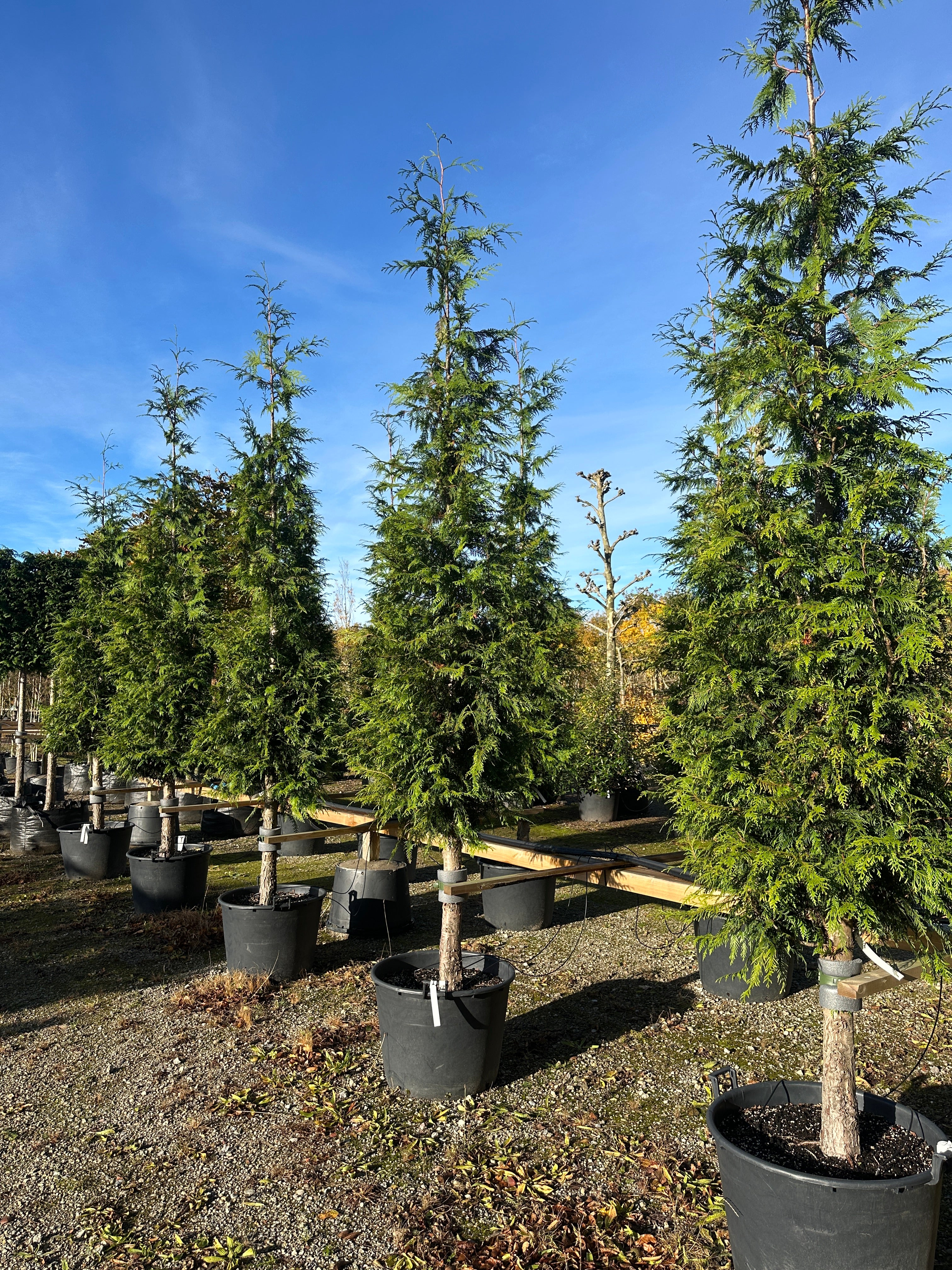  En opstammet Thuja plicata Excelsa om efteråret, hvor det glansfulde, mørkegrønne løv står urørt.