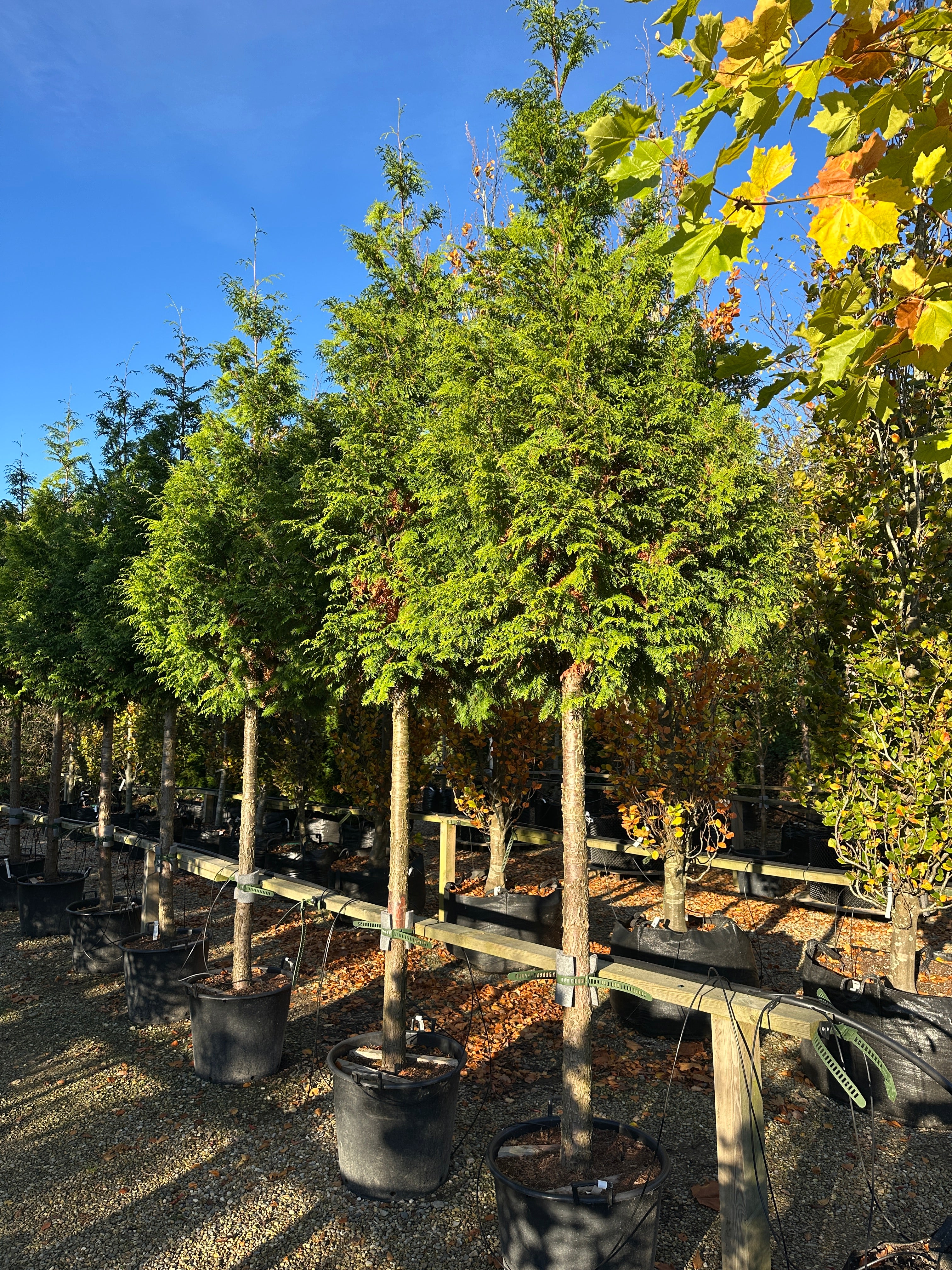 En opstammet Thuja plicata Excelsa med en bar stamme og sirligt klippede, tætte etager af glansfulde, mørkegrønne skælblade.