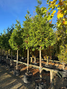 En opstammet Thuja plicata Excelsa med en bar stamme og sirligt klippede, tætte etager af glansfulde, mørkegrønne skælblade.