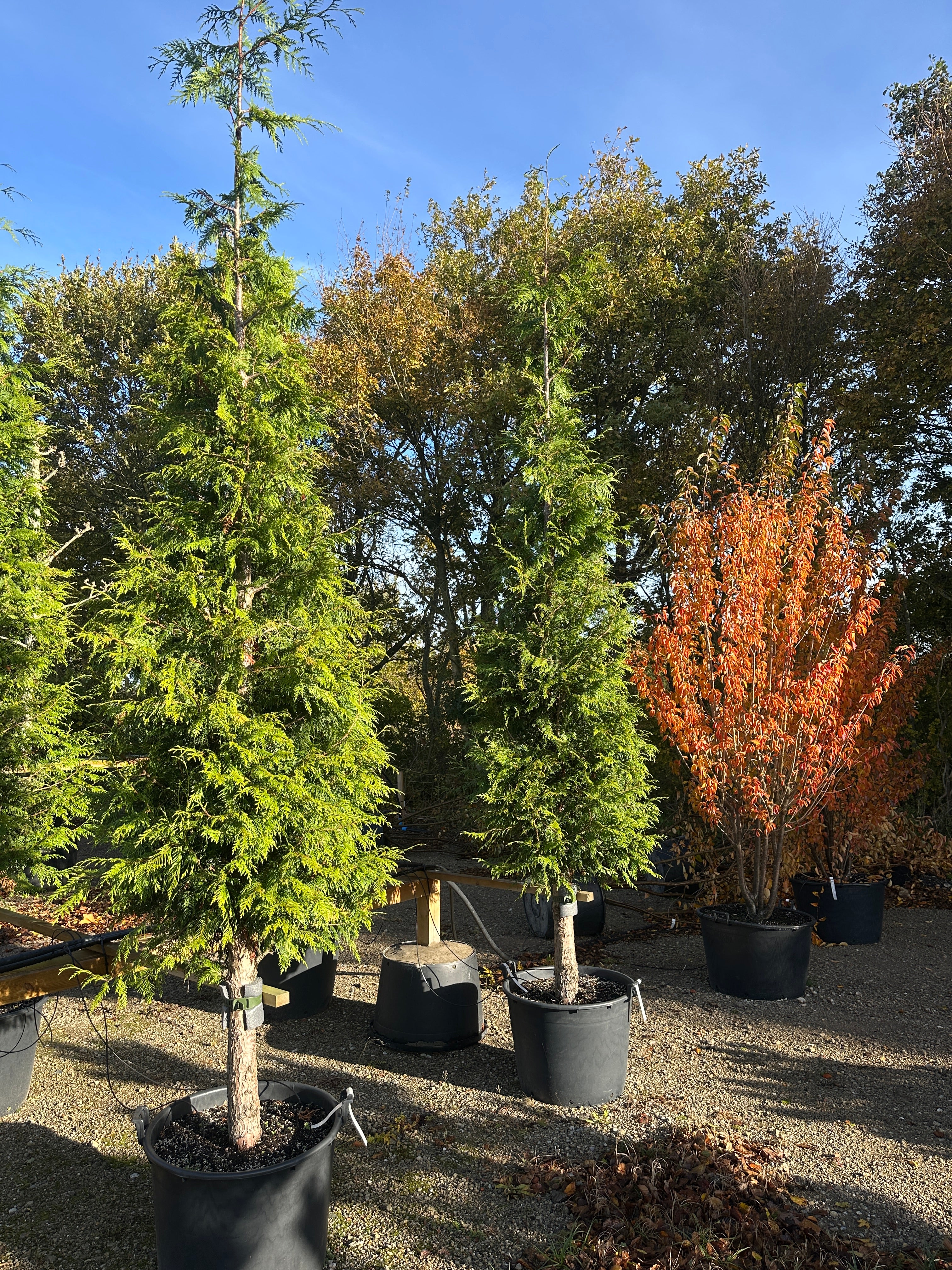 Thuja plicata Excelsa som viser de tætte, vandrette puder af friske, mørkegrønne skælblade, der bæres flot af den rødbrune og let afskallende stamme.