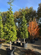 Thuja plicata Excelsa som viser de tætte, vandrette puder af friske, mørkegrønne skælblade, der bæres flot af den rødbrune og let afskallende stamme.
