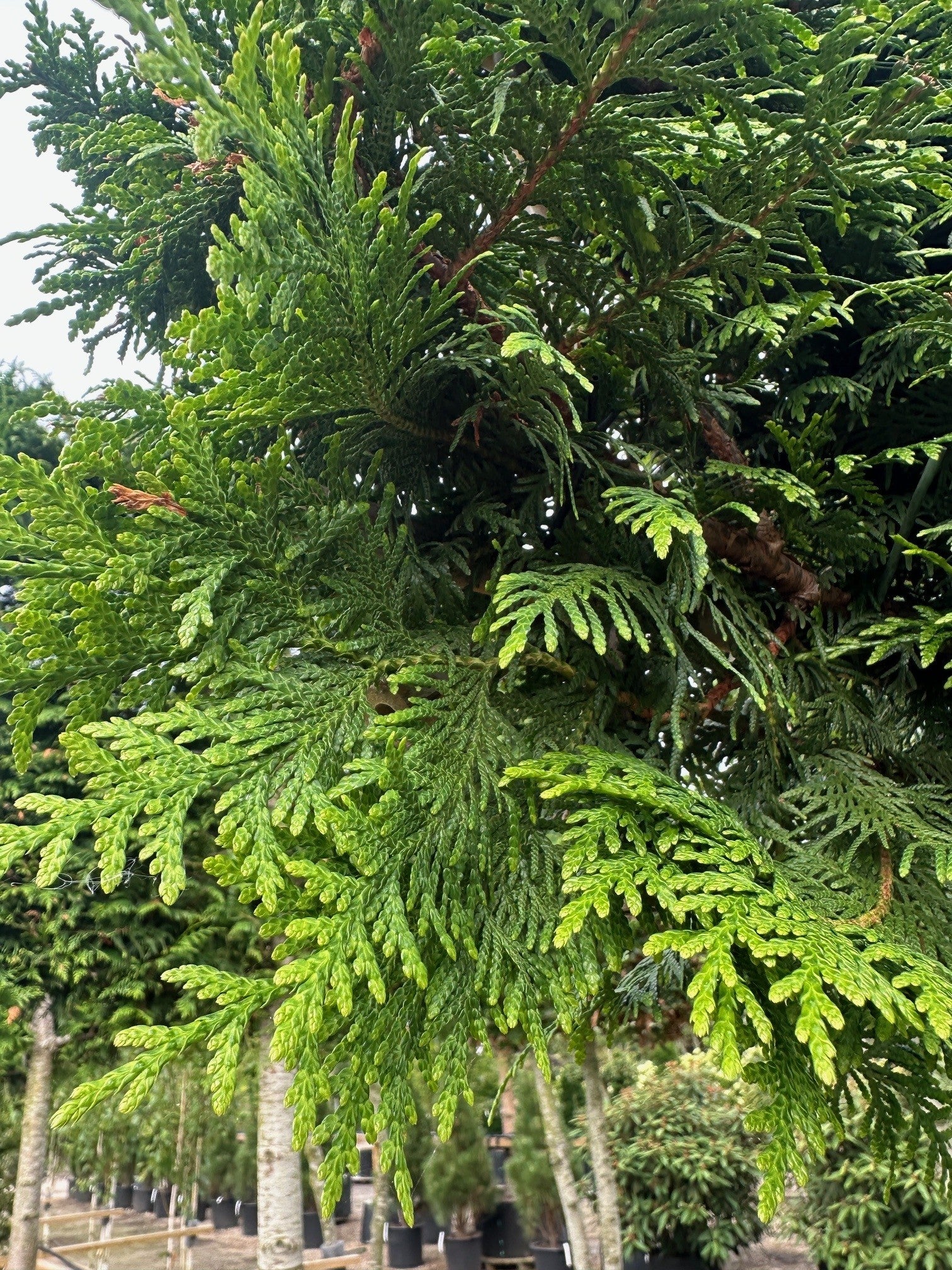 Tæt, blankt mørkegrønt nåletræsløv på et formklippet element af Thuja 'Gelderland'.