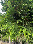 Tæt, blankt mørkegrønt nåletræsløv på et formklippet element af Thuja 'Gelderland'.
