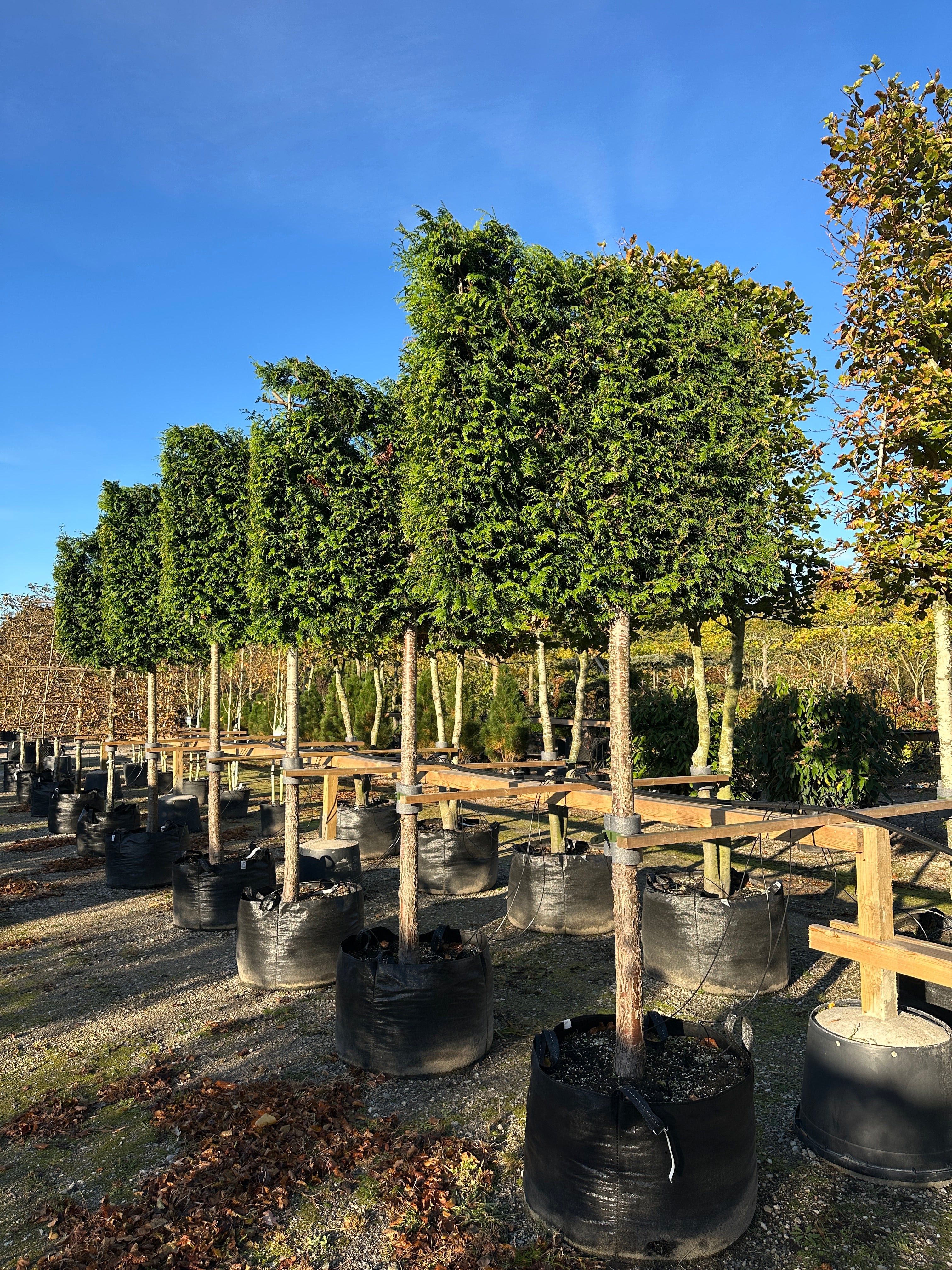En svævende hæk af stedsegrøn Thuja plicata 'Gelderland' med bare stammer og en tæt, firkantet krone.
