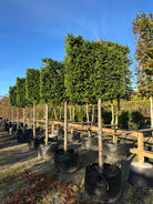 En svævende hæk af stedsegrøn Thuja plicata 'Gelderland' med bare stammer og en tæt, firkantet krone.