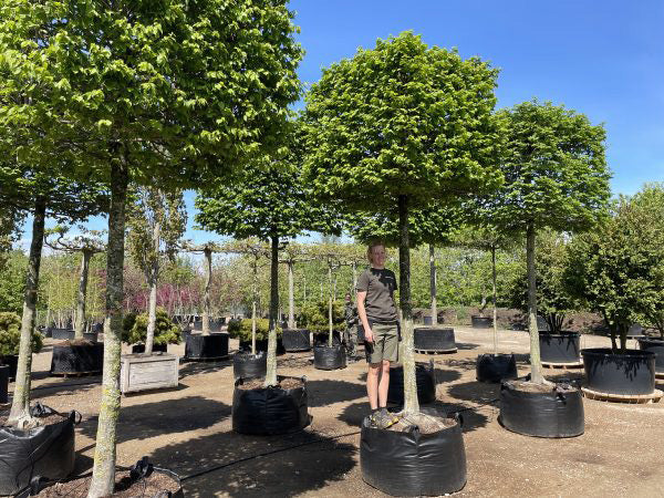 En opstammet Tilia cordata som viser en kasseklippet krone af tætte, mørkegrønne hjerteformede blade, der svæver over en enkelt, bar stamme.