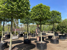 En opstammet Tilia cordata som viser en kasseklippet krone af tætte, mørkegrønne hjerteformede blade, der svæver over en enkelt, bar stamme.