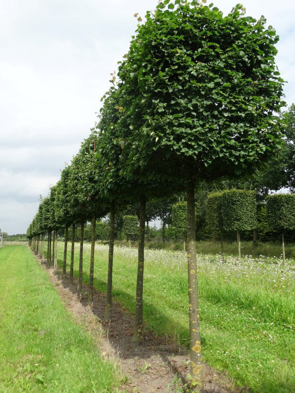 Opstammet Tilia cordata som viser en kasseklippet krone af tætte, mørkegrønne hjerteformede blade, der svæver over en enkelt, bar stamme.